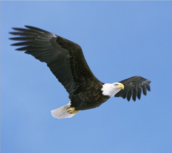 picture of an eagle